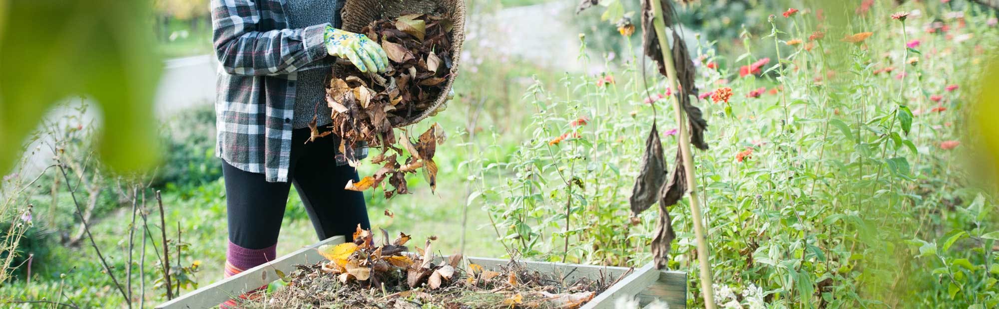 Woman putting leaves in a compost heap in a garden