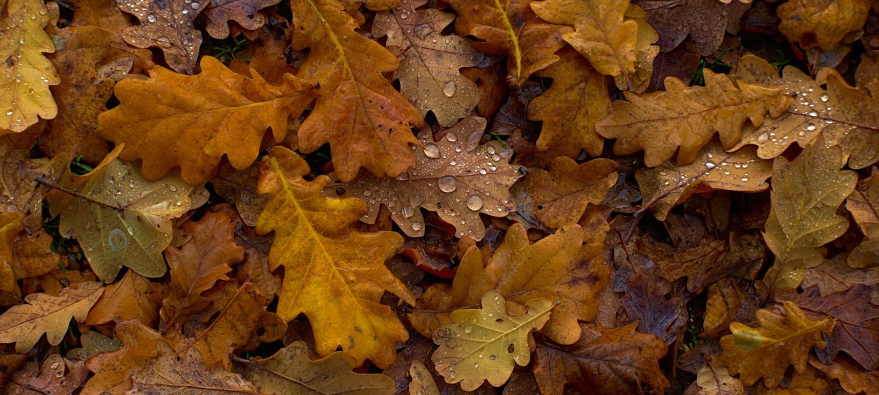 Brown fallen leaves